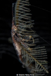 Red-Strip Skeleton shrimp  (Protella similis) by Oksana Maksymova 